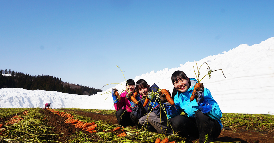 雪下人参収穫体験